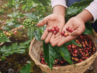 Finding Your Perfect Brew: How Coffee Cherry Selection Affects Your Daily Cup